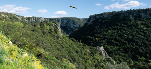 Gravina di Laterza