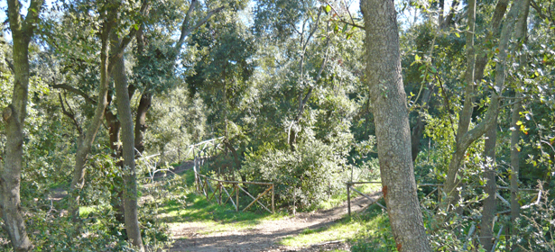 Bosco di Cerano