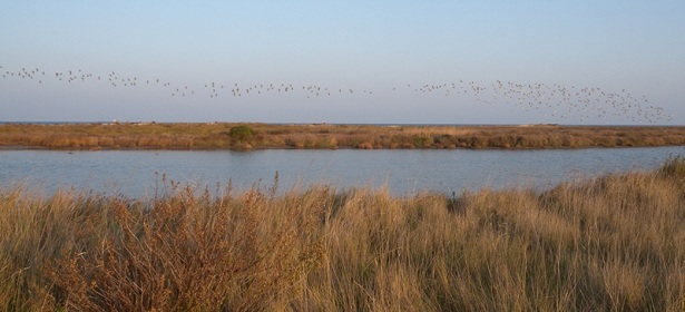 Parco Naturale Regionale Saline di Punta della Contessa