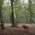 Foresta Umbra    a Vico del Gargano