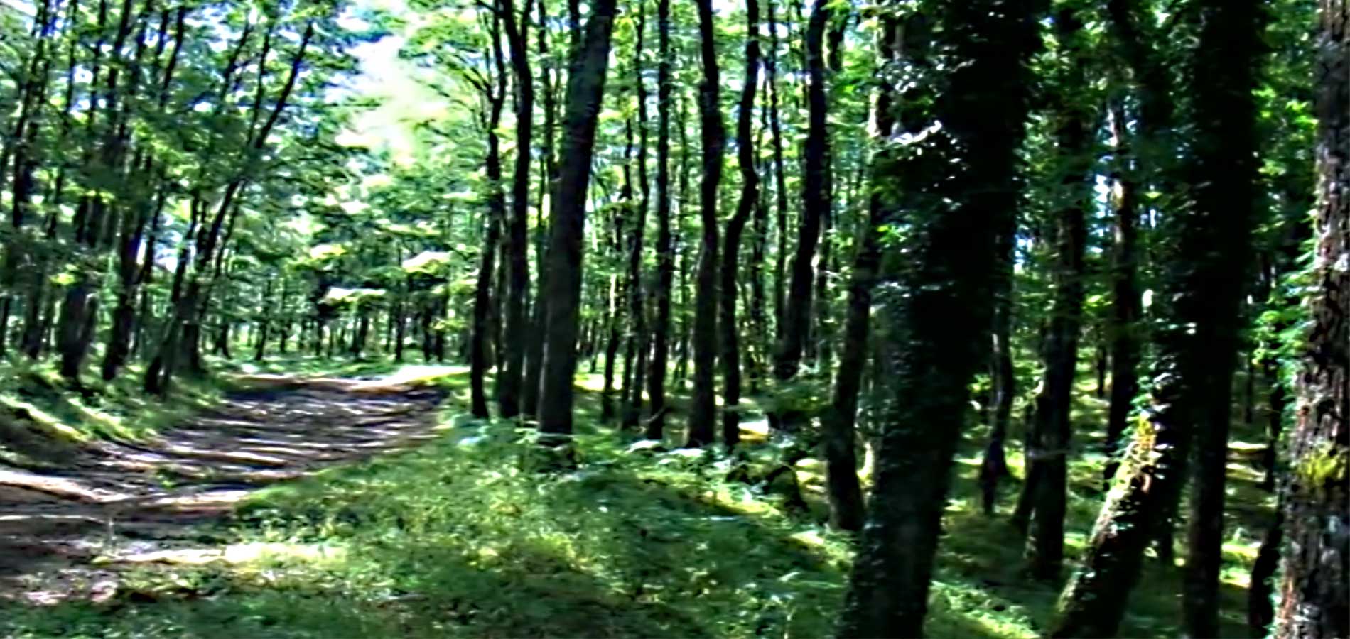 La Foresta Umbra