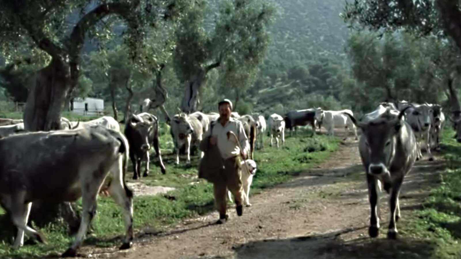 Animali del parco 