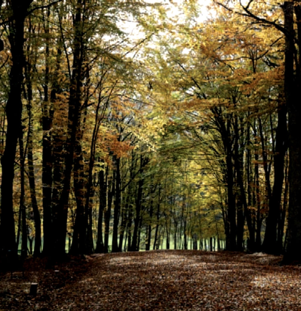 Faggeta in Foresta Umbra