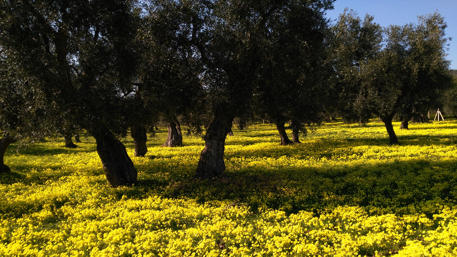 Primavera a Vieste tra ulivi e acetosella gialla